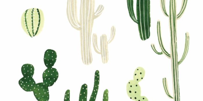 920x1712 Wallpaper For Your Phone, Iphone Wallpaper Plants, - Cactus