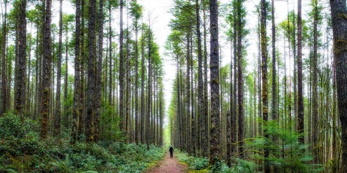 2000x1334 Tall Trees Wallpapers High Quality | Download Free