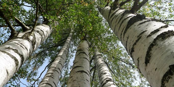 2560x1600 Tall Birch Trees HD Wallpaper | Background Image | 2560x1600 | ID