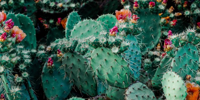 3840x2400 Download wallpaper 3840x2400 cacti, cactus, succulents, thorns
