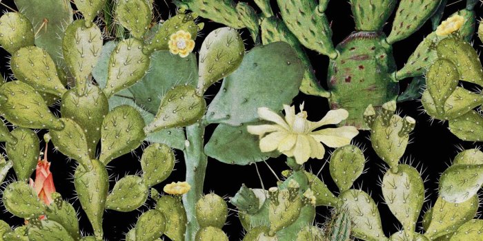 1200x1200 Opuntia Cactus Wallpaper – April & The Bear