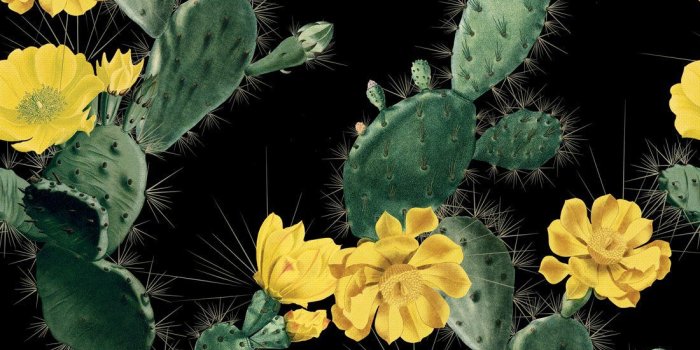 1100x1318 Cactus Removable Wallpaper, Kingdom Home | Milton & King