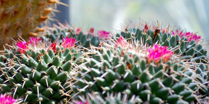 3840x2560 Cactus Flower Wallpapers