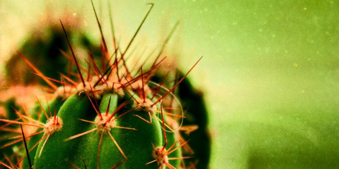 1680x1050 Cacti Wallpaper - Cactus Wallpaper (30410812) - Fanpop