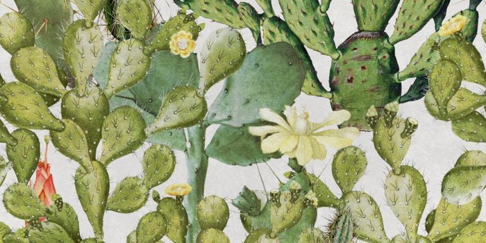 1200x1200 Opuntia Cactus Wallpaper – April & The Bear