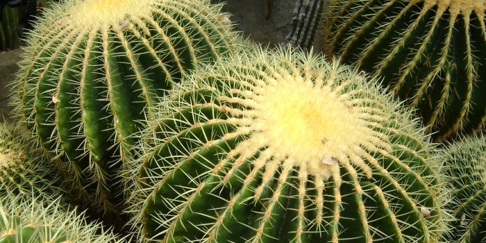 2560x1440 Cactus wallpaper | 2560x1440 | #55065
