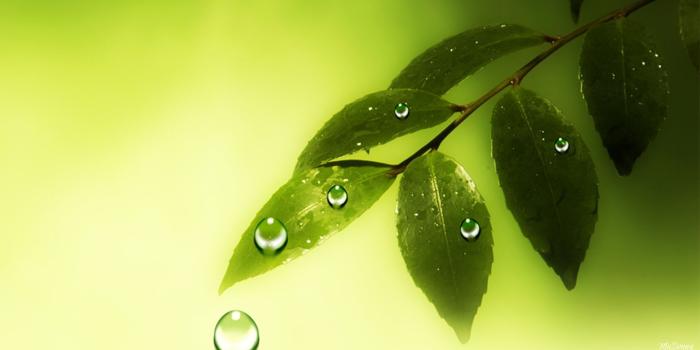 1920x1080 Nature Wallpaper HD Natural Health Wellness Download Widescreen