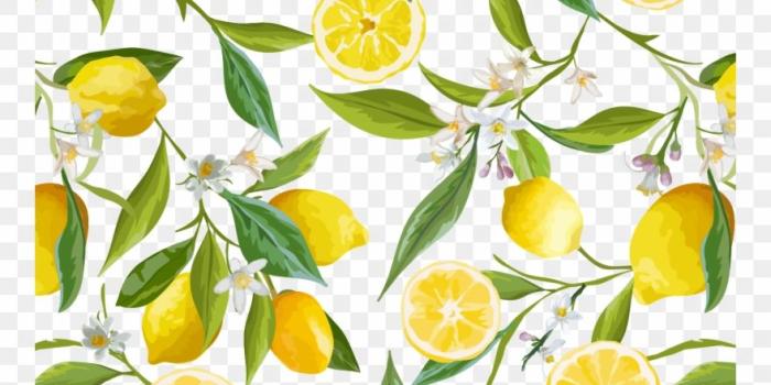 880x967 Pin By Pngsector On Lemon Transparent Png Image & Lemon - Lemon
