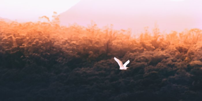 4800x3200 5373984 4800x3200 #moody, #white, #forest, #sky, #wallpaper, #4k