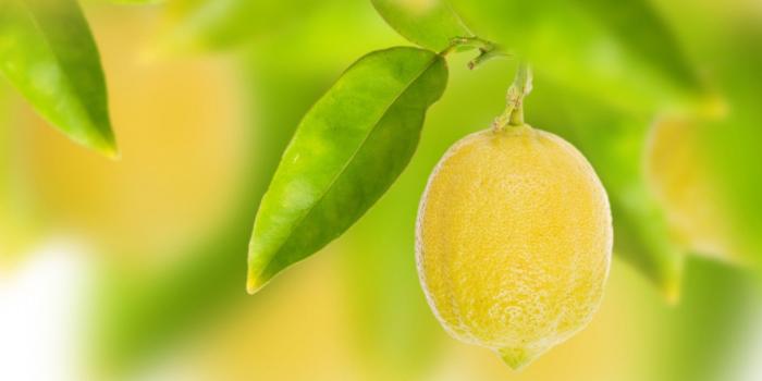 2560x1600 Lemon, Desktop, Background, HD, Wallpaper, Free, Download, High