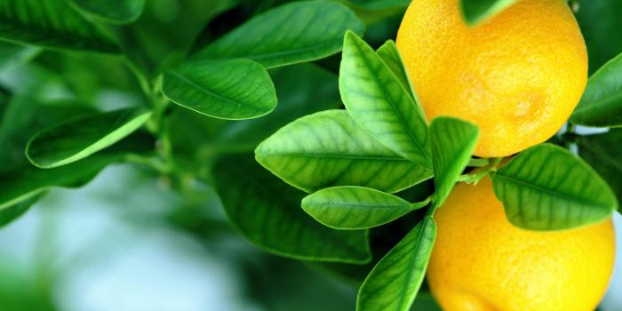 2880x1800 Lemon Wallpapers #45R3992 | WallpapersExpert.com