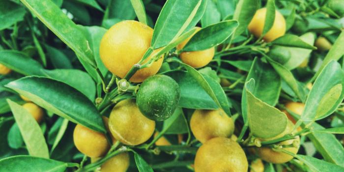 3840x2400 Download wallpaper 3840x2400 lemons, tree, branch, fruit tree 4k