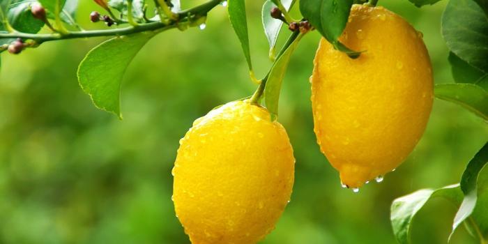 1920x1200 Fantastic Lemon Tree Wallpaper #6789029