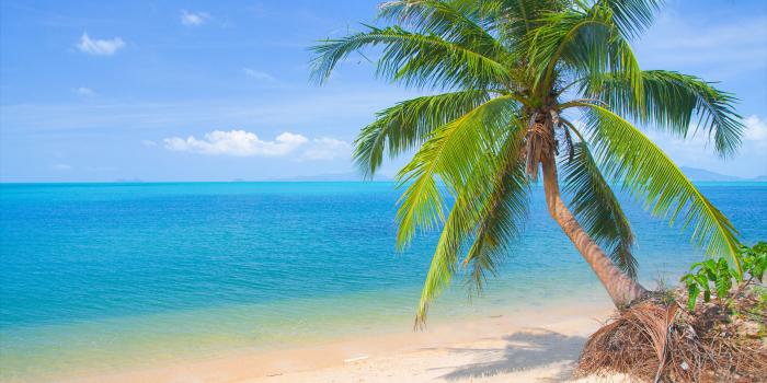 4000x2667 5088203 Nassau, Ocean, Tropical, Hotel, Palm Tree, Bahamas wallpaper