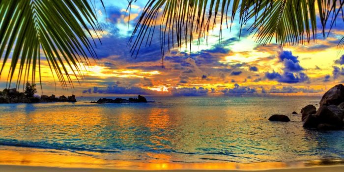 1366x768 Beach: Art Flamingos Trees Shells Palm Bahama Nassau Bahamas Beach