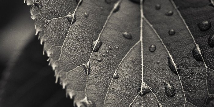 1080x1920 Leaf htc one wallpaper - Best htc one wallpapers