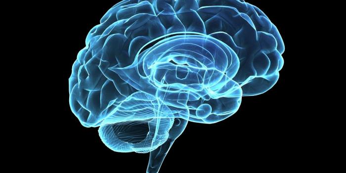 1280x800 Brain Hologram Desktop Wallpaper