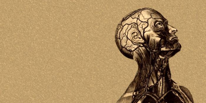 1353x846 3D Brain Wallpaper Hd Desktop | Mega Wallpapers