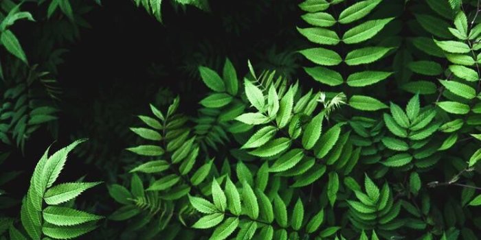 750x1334 iPhone and Android Wallpapers: Green Leaves Wallpaper for iPhone and