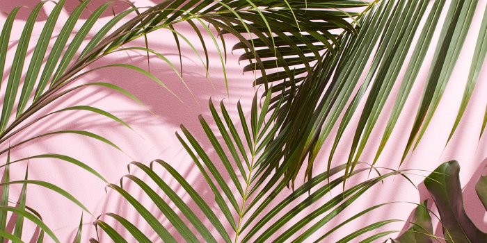 1242x2208 Tropical Palm Leaf Wallpaper (24+ images)