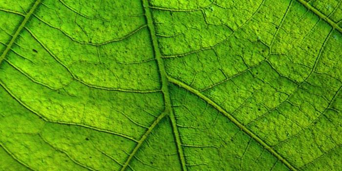 1440x2560 Green Leaf Wallpaper - iPhone, Android & Desktop Backgrounds