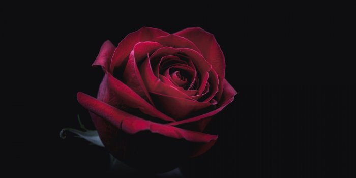 6912x3888 12×12 Rose Oled 12k 12k HD 12k Wallpapers, Images, Backgrounds ..