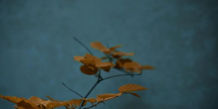 1024x768 Zen Wallpaper