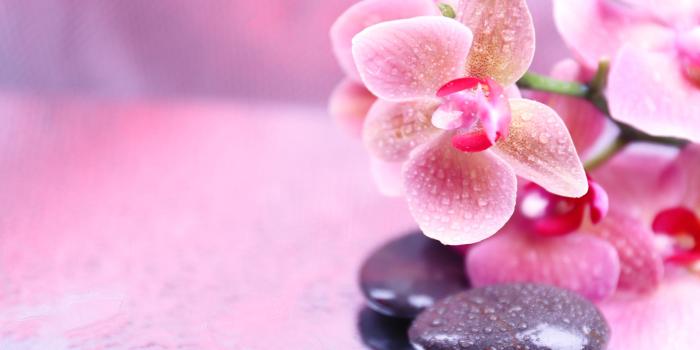 2874x1800 flowers, stones, orchid, spa, pink, zen :: Wallpapers
