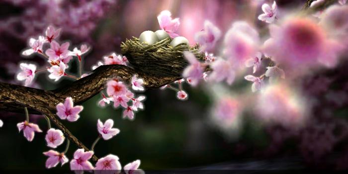 1280x800 Season Zen Hd Live Wallpaper - Season Zen Hd (#911440) - HD