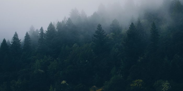 2560x1080 Download wallpaper 2560x1080 forest, trees, fog dual wide 1080p hd