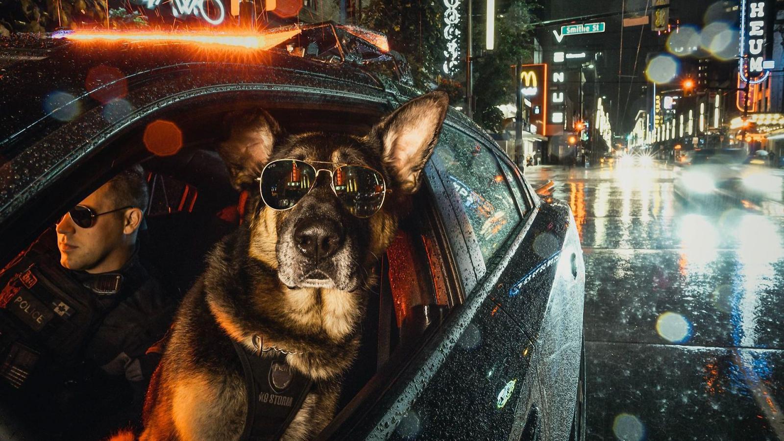 1920x1080 Wallpaper of Dog, German Shepherd, Night, Sunglasses, Police