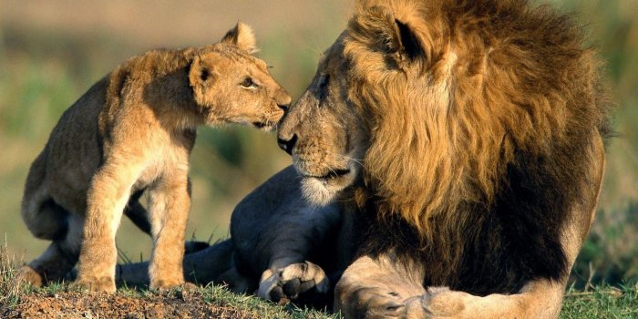 1920x1080 70+ Wildlife Wallpapers on WallpaperPlay