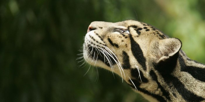 1920x1080 Free Wildlife Wallpapers