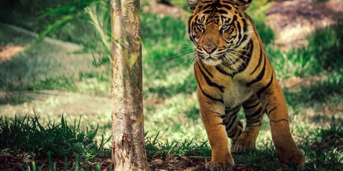 2880x1800 60+ Wildlife Desktop Wallpapers on WallpaperPlay