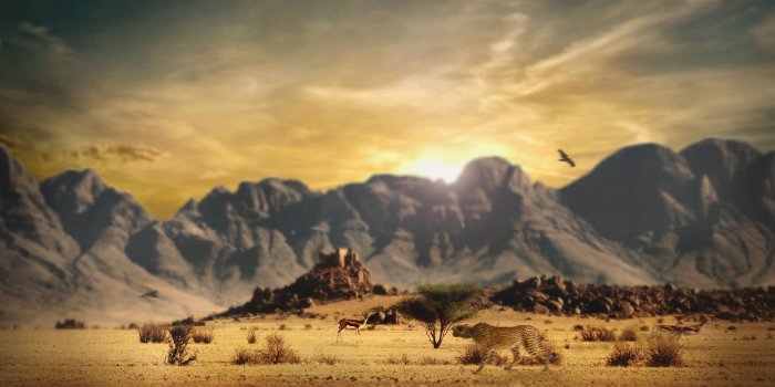 2560x1600 Wildlife Wallpapers | HD Wallpapers | ID #12282