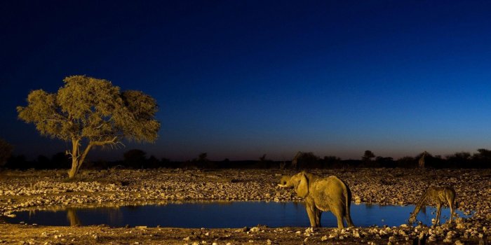 1920x1080 Wildlife Wallpapers - Top Free Wildlife Backgrounds - WallpaperAccess