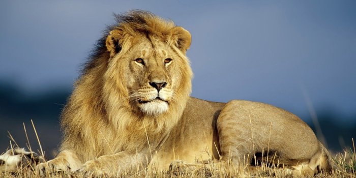 1600x1000 HD Lions Wallpapers and Photos HD Animals Wallpapers | movie in 2019