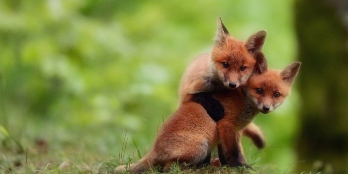 1920x1200 846 4K Ultra HD Wildlife Wallpapers | Background Images - Wallpaper