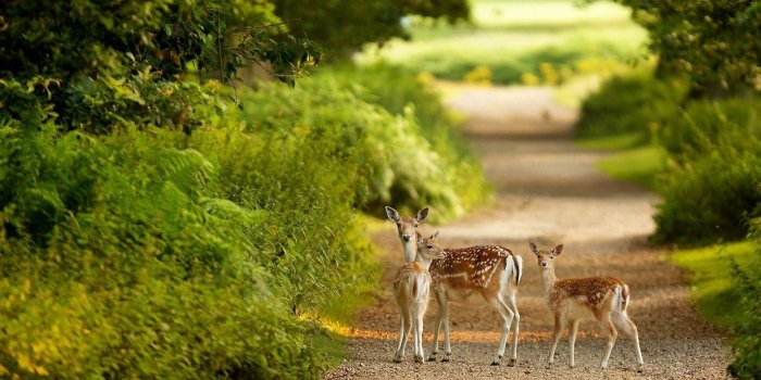 1920x1200 Wildlife Desktop Wallpaper (62+ images)