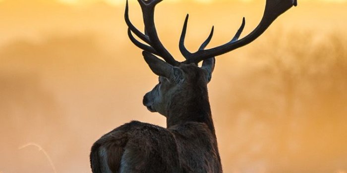 750x1334 Elk | HD iPhone 6 Wallpaper | Wallpaper in 2019 | Wildlife wallpaper