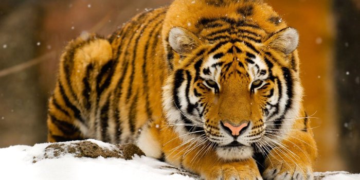 1920x1200 Wildlife Wallpaper #6815865