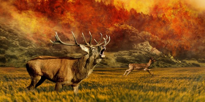 3840x2400 50+ Hunter Wildlife Wallpapers - Download at WallpaperBro