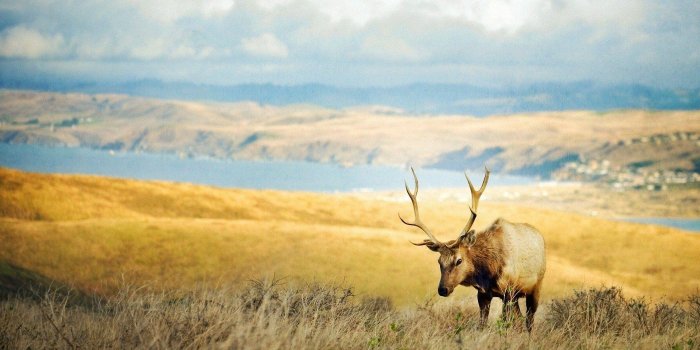 1920x1200 Wildlife Wallpapers