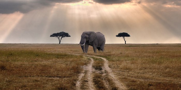 1920x1200 60+ Wildlife Desktop Wallpapers on WallpaperPlay