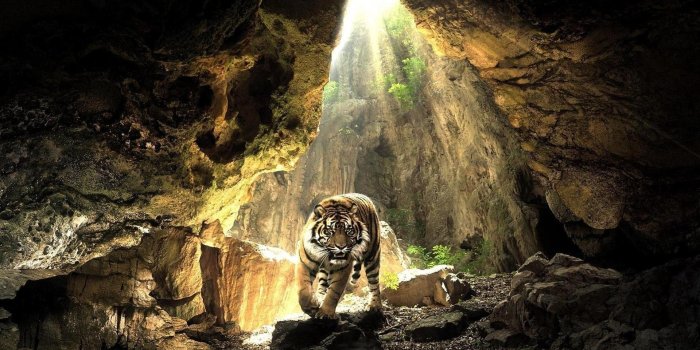 1920x1080 animals, tigers, wildlife :: Wallpapers