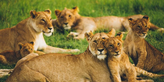 3840x2160 Download wallpaper 3840x2160 lioness, lion cub, big cats, family