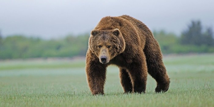 1920x1200 Wildlife Wallpapers - Top Free Wildlife Backgrounds - WallpaperAccess