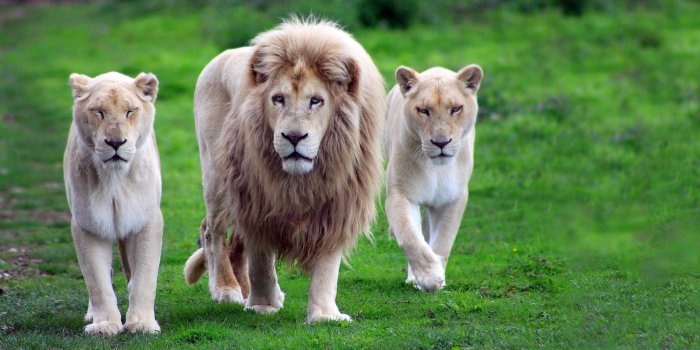 1920x1080 60+ Wildlife Desktop Wallpapers on WallpaperPlay