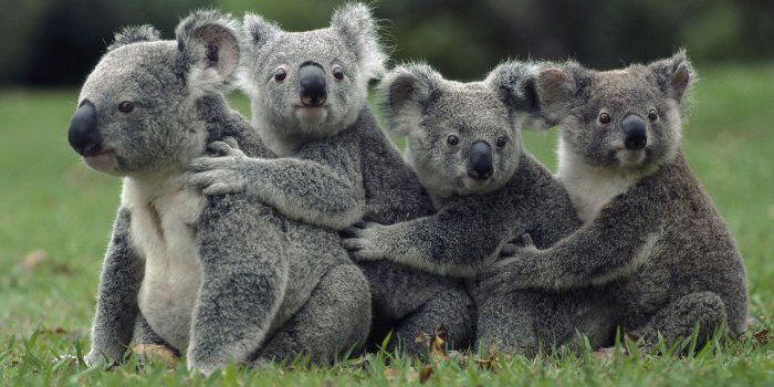 1920x1200 Cute Wildlife wallpaper | 1920x1200 | #12546