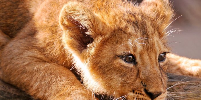 2560x1600 Animals wildlife lions baby animals wallpaper | 2560x1600 | 18937